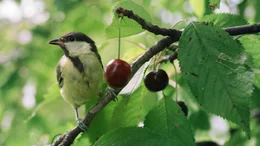 Kleine Meise ganz gross Kohlmeise im Kirschbaum  Copyright: SRF/Altayfilm GmbH