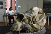 Riesenfaultiere sind, wie die gesamte Megafauna des amerikanischen Kontinents, vor rund 10.000 Jahren ausgestorben. Die Bewohner der Serra da Capivara waren Zeitgenossen der gewaltigen Pflanzenfresser.