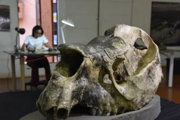 Riesenfaultiere sind, wie die gesamte Megafauna des amerikanischen Kontinents, vor rund 10.000 Jahren ausgestorben. Die Bewohner der Serra da Capivara waren Zeitgenossen der gewaltigen Pflanzenfresser.