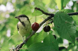 Kleine Meise ganz gross Kohlmeise im Kirschbaum  Copyright: SRF/Altayfilm GmbH