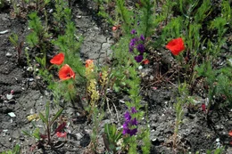 Mohnblumen.