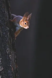 Eichh&ouml;rnchen.