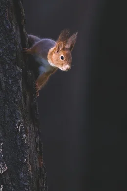 Eichh&ouml;rnchen.