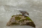 Wasseramsel.