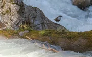 Wasseramsel.