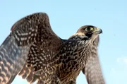 Wanderfalken geh&ouml;ren mit einer Flug-Geschwindigkeit von &uuml;ber 300 Stundenkilometern zu den schnellsten V&ouml;geln.