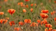 Mohnblumen.