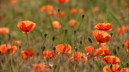 Mohnblumen.