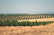 Rau und eindringlich: die Extremadura – Schauplatz von Victor del Árbols Roman "El hijo del padre" (2021) Rau und eindringlich: die Extremadura – Schauplatz von Victor del Árbols Roman "El hijo del padre" (2021)
