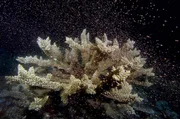 Durch die Erwärmung und Übersäuerung der Weltmeere bleichen Korallen aus, Arten verschwinden und Nahrungsketten geraten ins Wanken – auch im Great Barrier Reef. Durch die Erwärmung und Übersäuerung der Weltmeere bleichen Korallen aus, Arten verschwinden und Nahrungsketten geraten ins Wanken – auch im Great Barrier Reef.