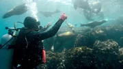 Nationalparkguide Mathias Espinosa als Dirigent eines Seel&ouml;wenballetts. Die verspielten S&auml;ugetiere freuen sich offensichtlich &uuml;ber den Besuch von Tauchern.