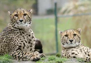 Gepardendamen beobachten die Zoobesucher.