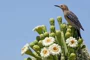 Die Kakteenbl&uuml;te ist die sch&ouml;nste Zeit in der W&uuml;ste. F&uuml;r Tiere eine nahrhafte Zeit - der Gilaspecht trinkt Nektar aus den Bl&uuml;tenkelchen der Saguarokakteen.