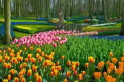 Der Keukenhof - einer der gr&ouml;&szlig;ten Blumenparks der Welt.