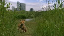 Fuchs am Wienerberg.