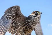 Wanderfalken geh&ouml;ren mit einer Flug-Geschwindigkeit von &uuml;ber 300 Stundenkilometern zu den schnellsten V&ouml;geln.