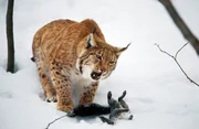 Luchs.