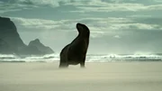 W&auml;hrend der Paarungszeit patrouillieren Neuseel&auml;ndische Seel&ouml;wen den Strand. Sie halten Konkurrenten auf Abstand, die ihrem Harem zu nahe kommen k&ouml;nnten.
