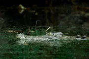 Salzwasserkrokodile lauern oft stundenlang regungslos in Flussm Salzwasserkrokodile lauern oft stundenlang regungslos in Flussm