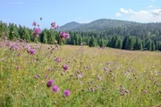 Dieses bewaldete Bergmassiv im Gorski Kotar erhielt seinen Namen nach seinem popul&auml;rsten Bewohner, dem Luchs. Heute dient der Nationalpark Risnjak wieder als Habitat f&uuml;r diese scheuen J&auml;ger.