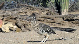 Der ber&uuml;hmte Comic-Held: der Roadrunner oder Rennkuckuck ist ein typischer Bewohner des Saguaro Nationalparks.