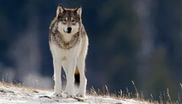 In den ersten Jahren nach ihrer Auswilderung (1995-1997) vermehrten sich die W&ouml;lfe im Yellowstone Nationalpark und bildeten neue Rudel. Besonders in wildreichen Regionen, in denen viele Wapiti-Hirsche leben, war das Projekt erfolgreich.