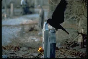 Es ist die Teufelsnacht, der Abend vor Halloween, als in der Stadt das Chaos ausbricht und das Liebespaar Shelly und Eric &uuml;berfallen und grausam get&ouml;tet werden. Ein Jahr sp&auml;ter erhebt sich Eric aus seinem Grab. Mithilfe einer schwarzen Kr&auml;he beginnt er seinen Rachefeldzug gegen die M&ouml;rder.  Bei aller D&uuml;sternis und Grausamkeit: zutiefst poetisch!