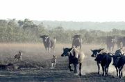 In kleinen Gruppen machen sich die Dingos auf die Jagd nach Wasserbüffeln. In kleinen Gruppen machen sich die Dingos auf die Jagd nach Wasserbüffeln.