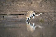 In der Trockenzeit riskieren Wallabys und ihre Jungtiere ihr Leben an den letzten Wasserstellen der Kimberley-Region &ndash; ungeachtet der dort lauernden Krokodile.