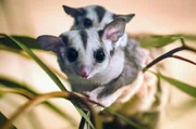 Wenn sich die k&uuml;hle Trockenzeit dem Ende zuneigt, erkunden Kurzkopf-Gleitbeutler im Norden Australiens die Bl&auml;tterd&auml;cher der weiten Savanne der Kimberley-Region.