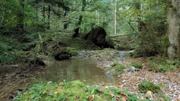Wald und Wasser wirken positiv auf unsere Gesundheit.