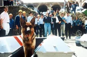 Rex hat mal wieder sein K&ouml;nnen bewiesen. Stolz pr&auml;sentiert er die S&auml;rge mit den Leichen der alten Damen, die er auf einer Wiener Gro&szlig;baustelle aufgesp&uuml;rt hat. Nun muss Kommissar Moser (Tobias Moretti, 3.v.r.) nur noch den M&ouml;rder finden ...