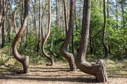 Poland's Crooked Forest The "Crooked Forest" (Krzywy Las) is a natural monument with oddly shaped trees. It is located near the village of Nowe Czarnowo in Gmina Gryfino, Poland, approx 70-80 years old. Nobody knows what happened to the trees. Main thinking is, that they may have been deformed to create naturally curved timber for use in furniture or boat building, or that a snowstorm could have formed the trees.