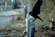 Es ist die Teufelsnacht, der Abend vor Halloween, als in der Stadt das Chaos ausbricht und das Liebespaar Shelly und Eric &uuml;berfallen und grausam get&ouml;tet werden. Ein Jahr sp&auml;ter erhebt sich Eric aus seinem Grab. Mithilfe einer schwarzen Kr&auml;he beginnt er seinen Rachefeldzug gegen die M&ouml;rder.