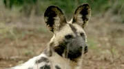 Für den Afrikanischen Wildhund bringt die Nähe zum Menschen Probleme mit sich: Er ist anfällig für Krankheiten, die der Haushund überträgt, und wird häufig Opfer illegaler Fangjagd. Für den Afrikanischen Wildhund bringt die Nähe zum Menschen Probleme mit sich: Er ist anfällig für Krankheiten, die der Haushund überträgt, und wird häufig Opfer illegaler Fangjagd.