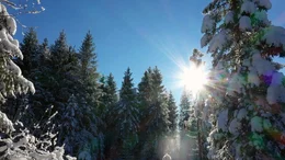 Im Winter reduzieren die B&auml;ume ihren Stoffwechsel.