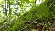 Plenterwald Hittisau.