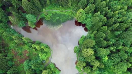 Der Wald als Wasserspeicher.