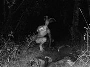 Unxplained_The_The UnXplained mit William Shatner EP STRANGE CREATURES 6 - Goat Man hunts