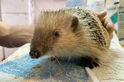 Oft verbringen die verletzten Tiere Monate im Igelkrankenhaus, bevor sie wieder in die Natur gebracht werden.
