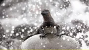 Mitten im Pazifik der Galapagos-Archipel. Die Inseln gelten als Arche der Evolution. Nirgendwo sonst gibt es ein solch seltsames Sammelsurium an Tieren. Die Galapagos-Meerechse hat sich auf ungewöhnliche Weise an ihre Umwelt angepasst und lernte tauchen um zu Überleben. Mitten im Pazifik der Galapagos-Archipel. Die Inseln gelten als Arche der Evolution. Nirgendwo sonst gibt es ein solch seltsames Sammelsurium an Tieren. Die Galapagos-Meerechse hat sich auf ungewöhnliche Weise an ihre Umwelt angepasst und lernte tauchen um zu Überleben.