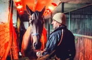Pavel Odložil und sein Rennpferd Cuwall bei einer Rotlichtbehandlung: Die Pferdehalter geben alles, um ihre Tiere bestm&ouml;glich auf die Velk&aacute; pardubick&aacute; vorzubereiten.