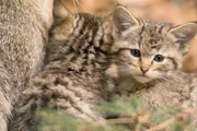 In Waldgebieten leben ungest&ouml;rt Wildkatzen.