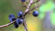 Die 6-teilige Reihe "Die Magie der Farben" begibt sich auf eine Spurensuche durch die Geschichte der Farbenherstellung und -anwendung, zeigt ihre symbolischen Bedeutungen, erkl&auml;rt Sprachwendungen und pr&auml;sentiert sowohl wissenschaftliche als auch k&uuml;nstlerische Standpunkte.