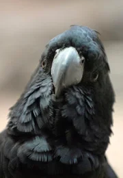 rbb Fernsehen PANDA, GORILLA & CO., TEIL 136, Wiedersehen mit einem alten Liebling, dem Kakadu Kr&uuml;mel. Den plagt die Liebe. Inzwischen geschlechtsreif, fehlt das richtige Objekt der Begierde.