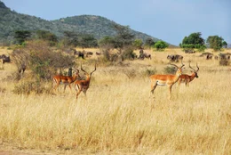 Impala antelopes in the national park Masai Mara at sunset, Kenya. Warm evening light