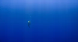 Es ist eine Hymne an die Frau: der Film von Yann Arthus-Bertrand und Anastasia Mikova, in dem &uuml;ber 2000 Interviews rund um die Welt zu einem bunten, liebevollen und ber&uuml;hrenden Mosaik &uuml;ber das Frausein zusammenwachsen. In atemberaubenden, opulenten Bildern wird gezeigt, dass sich in jedem Menschen eine ganze Welt verbirgt.