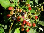 Brombeeren werden bei uns schon seit dem Mittelalter kultiviert. Sie sind äußerst artenreich, allein in Deutschland gibt es etwa hundert verschiedene Arten. Brombeeren werden bei uns schon seit dem Mittelalter kultiviert. Sie sind äußerst artenreich, allein in Deutschland gibt es etwa hundert verschiedene Arten.