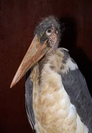 PANDA, GORILLA & CO., TEIL 133, "Geschichten aus dem Zoo Berlin und Tierpark Berlin". Von Nachwuchs ist bei Marabu Elke nach wie vor keine Spur. Obwohl Pfleger Ronald Richter es an F&uuml;rsorge, Anregung f&uuml;r den Nestbau und Marabu-Partnervermittlung nicht mangeln l&auml;sst.