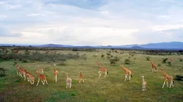 Gro&szlig;e Giraffenherden ziehen durch das Schutzgebiet Soysambu im Herzen Kenias.